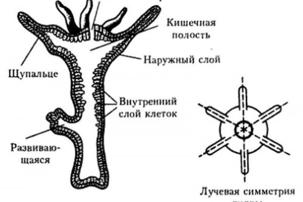 Новая ссылка кракена